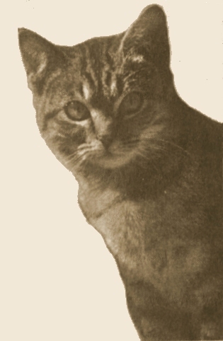 cute picture of metro cat