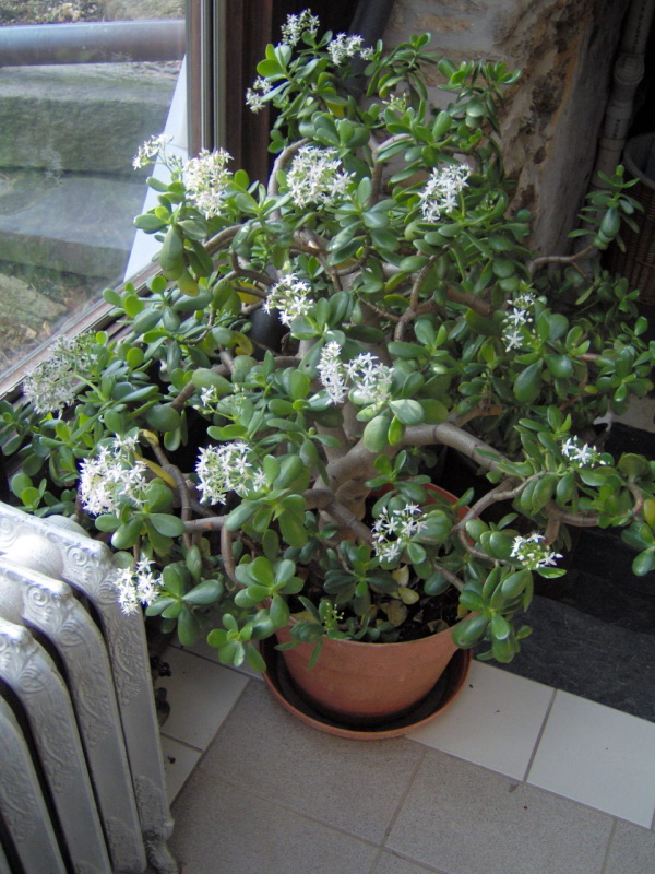 Jade Plant in Bloom