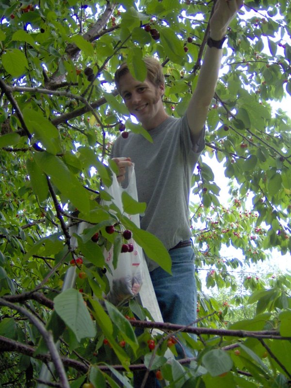 Vince picking cherries