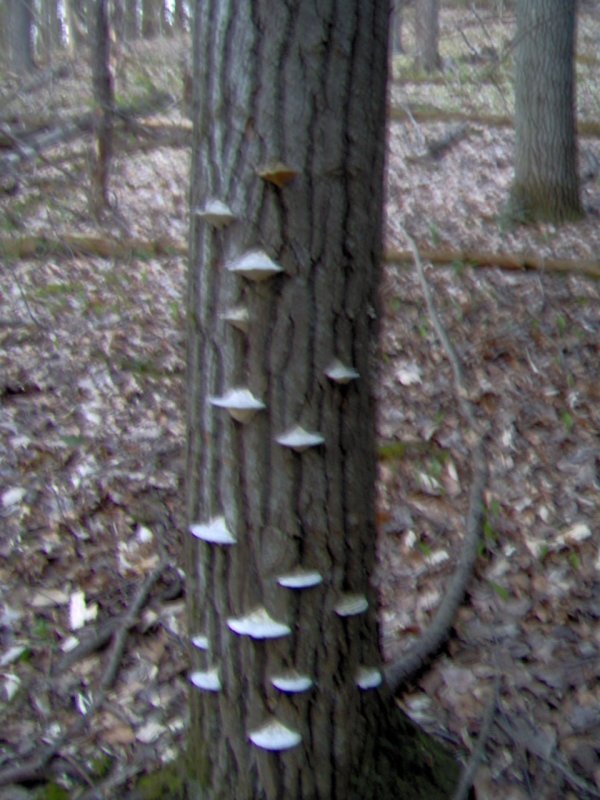 Fungus tree