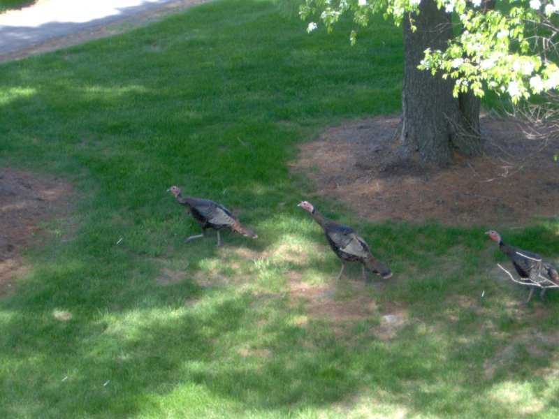 Wild Turkeys