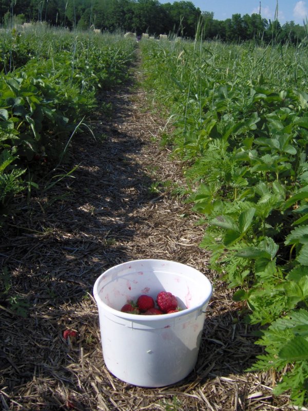 Strawberries