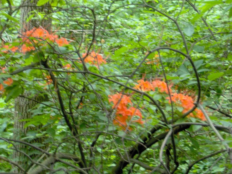 Orange Rhododendron