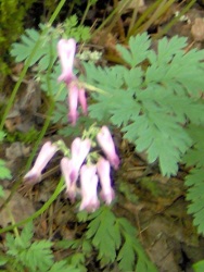 where in southwest wa does wild bleeding hearts groe