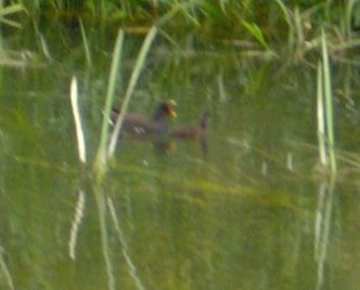 Moorhen