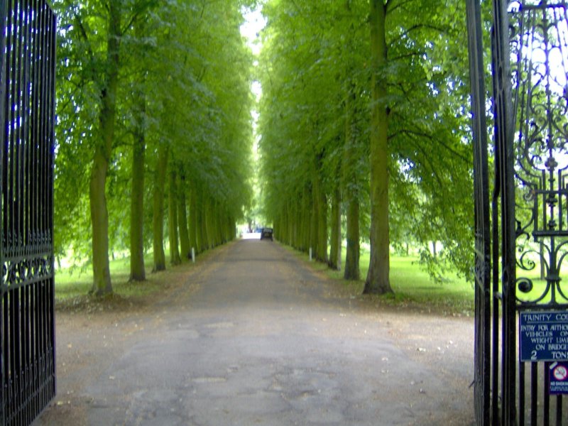 Trinity College Trees