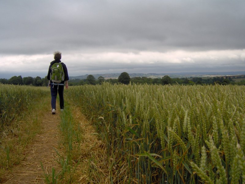 Field of Grain