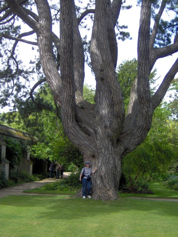 Tolkien Tree