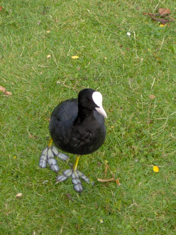 Eurasian Coot