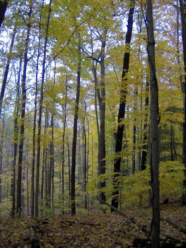 Cayuga Trail Trees