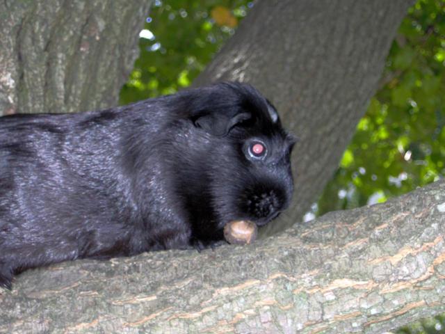 Guinea Pig in Tree