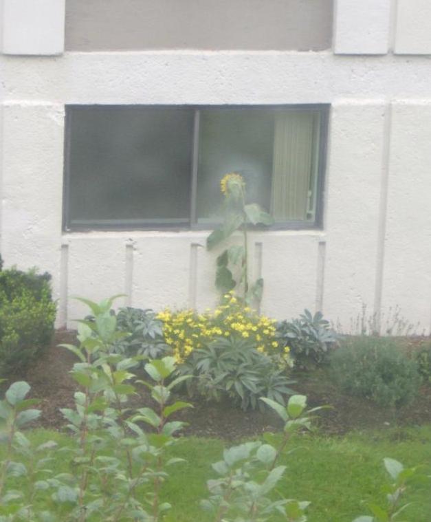 Peeping Tom Sun Flower