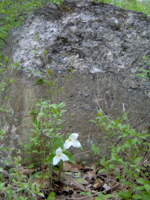 trilliums