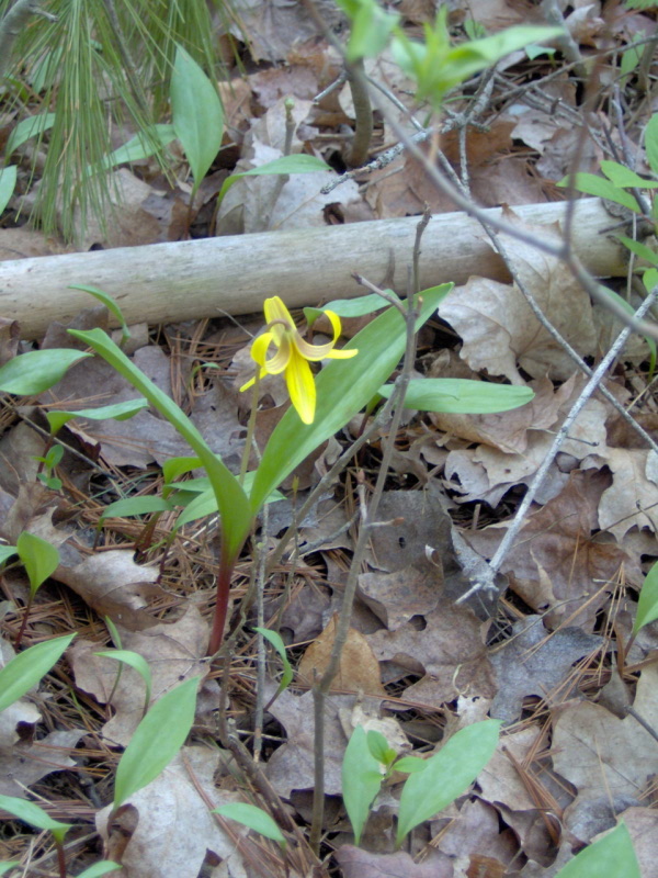 Trout Lily