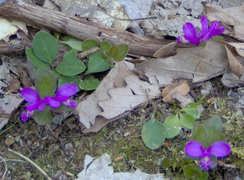 Fringed Polygala