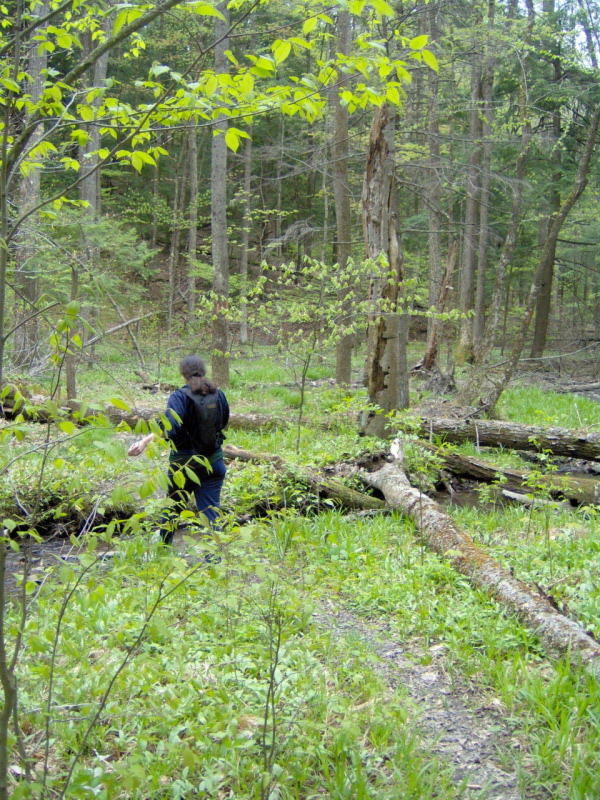 meandering stream