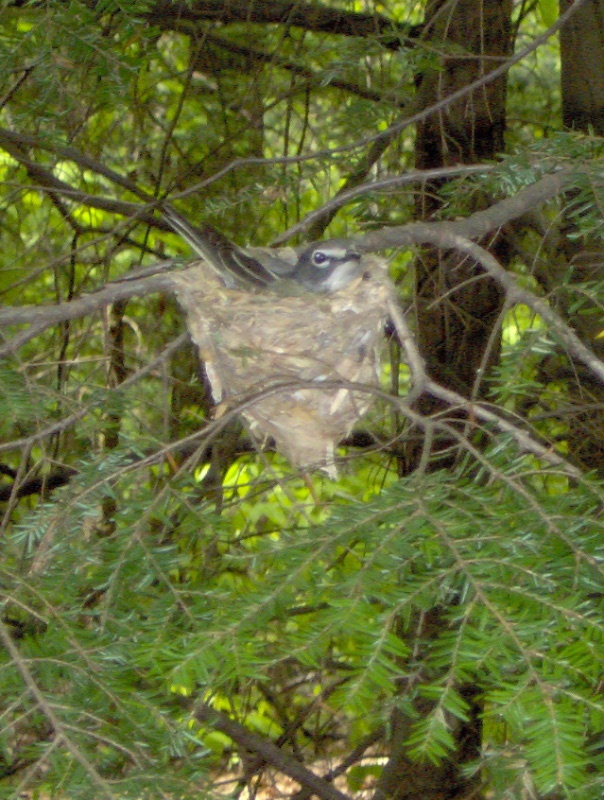 solitary vireo