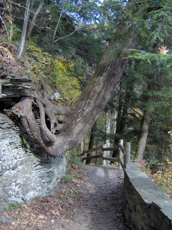 Rock Tree