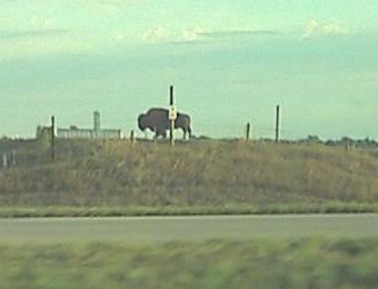 Largest Buffalo