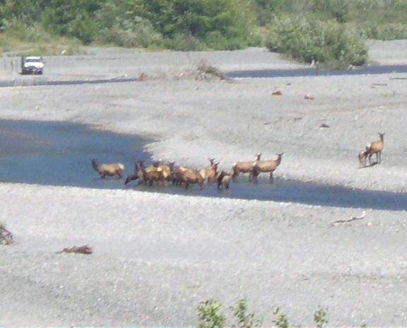 Elk Crossing River