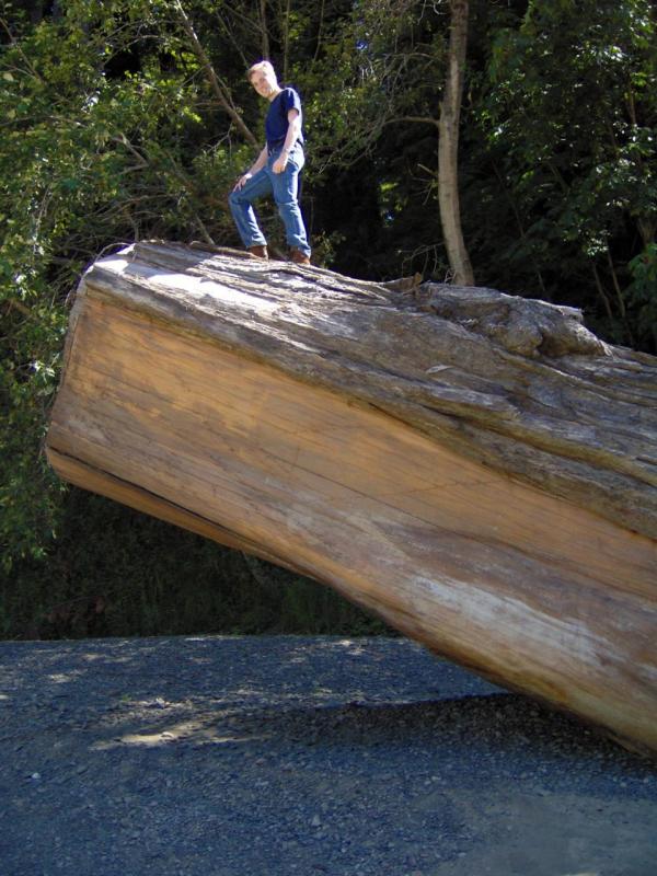 Vince on a Tree Stump