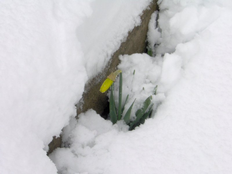 Snowy Daffodil