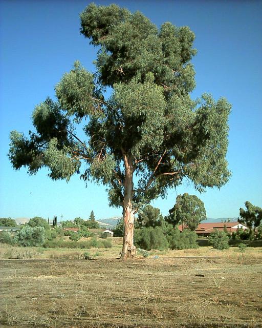 Eucalyptus Trees