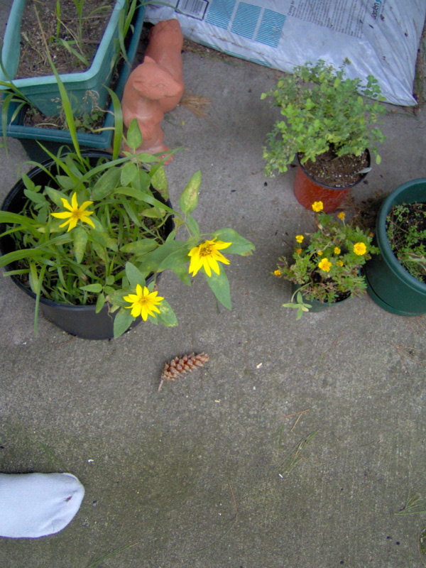 Deck Garden