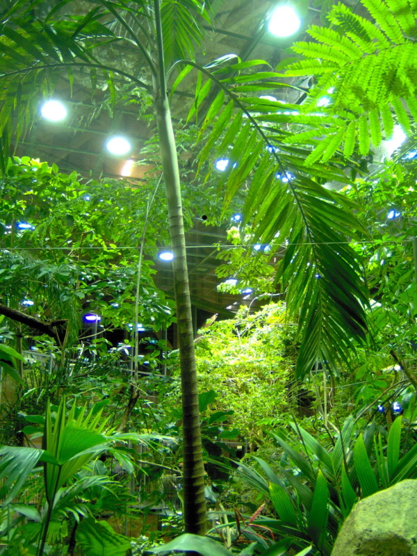 Universeum Rain Forest