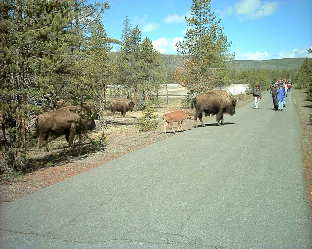 Yellowstone Bison