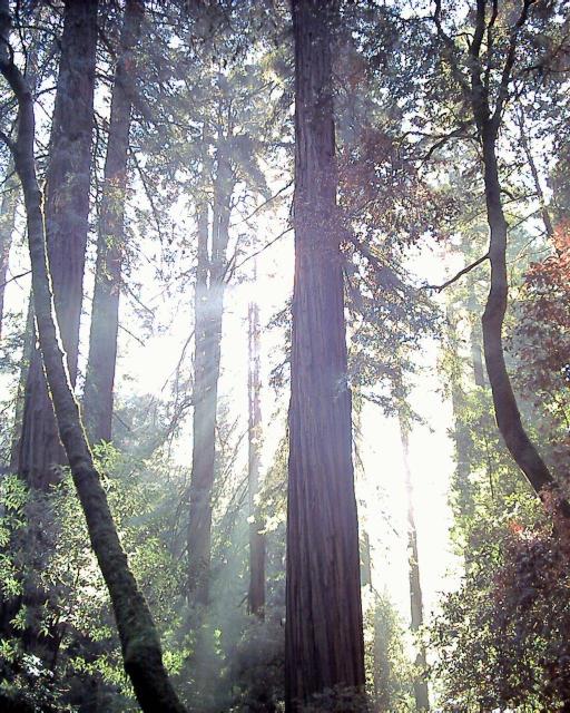 Muir Redwood