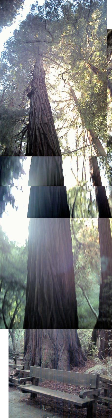 Pinchot redwood